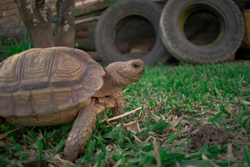 Tortuga - Mascota