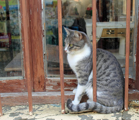 Tiegerkatze hinter dem breunen Fenstergitter