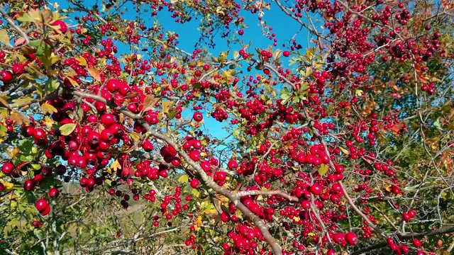 Panoramica entre ramas de Majuelo ( Crataegus ) cargadas de frutos rojos moviéndose con el viento en otoño y fondo de cielo