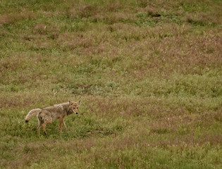 Coyote Lifts Leg to Urinate