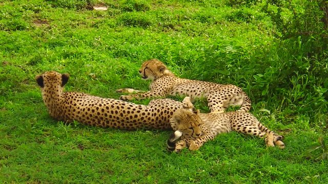 Two cheetah cubs with their mother in Ngorongoro Conservation Area, Tanzania Africa. African cheetah species Acinonyx jubatus, family of felids. The cheetah is the fastest land animal in the world.