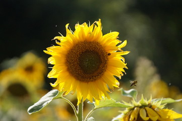 Sonnenblume mit Biene und Marienkäfer