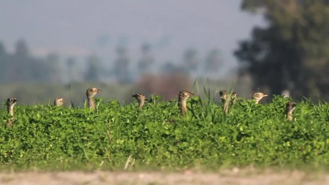 Little bustard in the wheat field