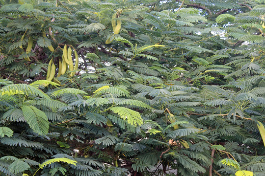 Johannisbrotbaum mit grünen Hülsenfrüchte