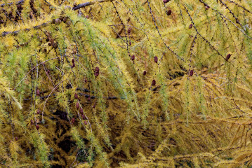 Larch trees