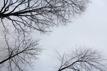 Fototapeta na wymiar silhouette of three trees