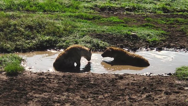 Ndutu Bilder Durchsuchen 2,262 Archivfotos, und Videos