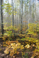 Autumn in the birch forest, beautiful landscape