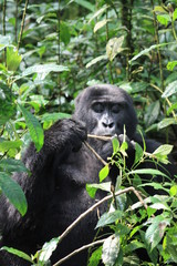 Wilde Berggorilla in Uganda - Afrika - Freilebend