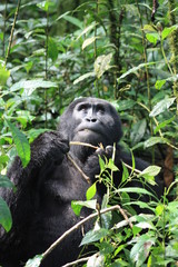 Wilde Berggorilla in Uganda - Afrika - Freilebend