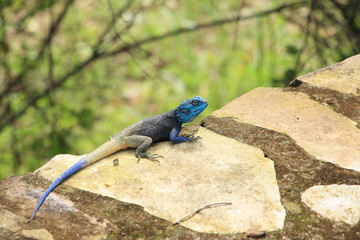 Regenbogen Eidechse - Afrika