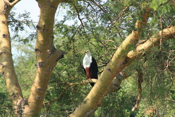 Weißkopfadler Seeadler in Afrika