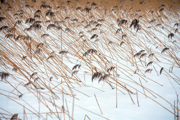 Reed at the shore of Sniardwy Lake in winter, the largest lake in Poland, Masuria Region, Poland
