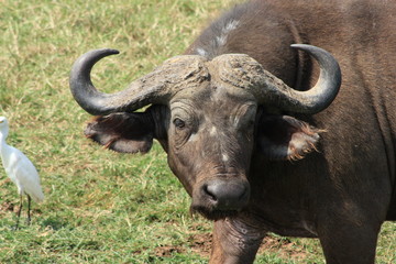 Büffel Nahaufnahme - Profil  - Afrika