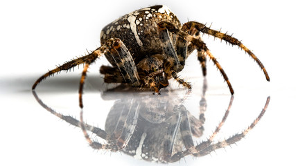 Araneidae Garden spider on the black background close up