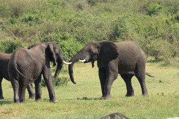 Fototapeta na wymiar Kämpfende Elefanten in Afrika