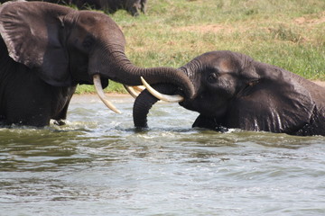 Badende und kämpfende Elefanten