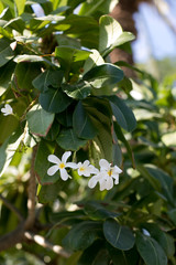 Tropical flowers