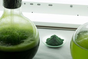 Spirulina desecada en polvo en el laboratorio