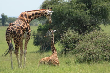 Giraffe mit Baby - Tierkind - Afrika