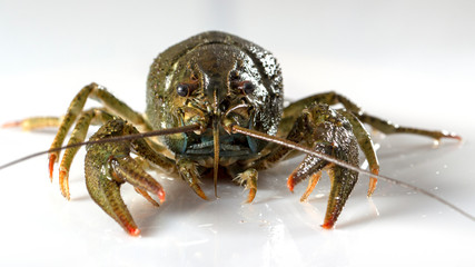 Crayfish on a white background. Drops of water on the surface of the shell