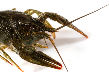Crayfish on a white background. Drops of water on the surface of the shell