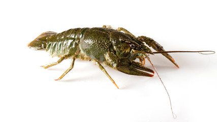 Crayfish on a white background. Drops of water on the surface of the shell