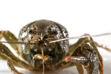 Crayfish on a white background. Drops of water on the surface of the shell