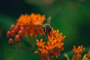 closeup of honey bee on orange butterfly milkweed flower