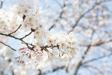 美しい桜