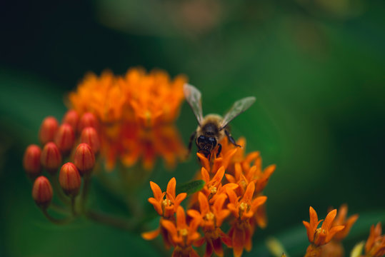 closeup of honey bee on orange butterfly milkweed flower