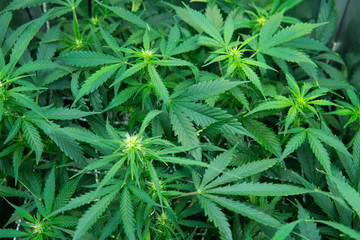 Young cannabis plant. Cannabis at the beginning of flowering. In door grow hemp. Legal Marijuana...