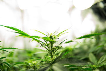 In door grow hemp. Cannabis at the beginning of flowering. Medicinal indica with CBD. Young...