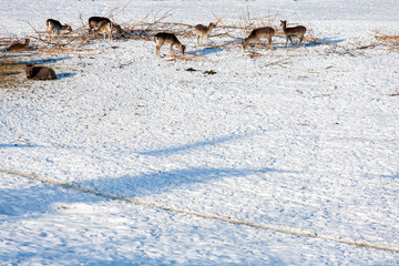 Masuria Region, Poland - January, 2009: Wildlife Park in Kadzidlowo