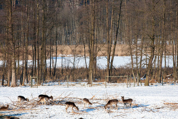 Masuria Region, Poland - January, 2009: Wildlife Park in Kadzidlowo