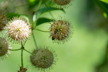 closeup of bee on flower