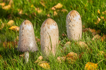 Close up of a nest of Shaggy Inkcap mushroom, Coprinus comatus, growing in a maintaned grassy meadow.