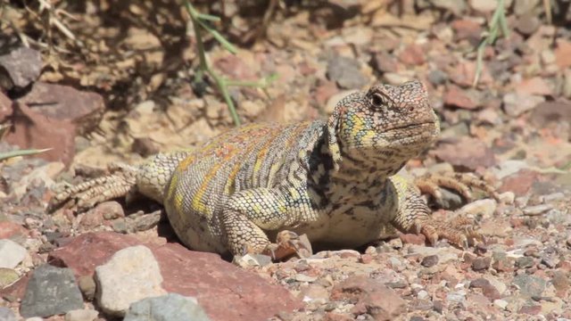 Ornate mastigure lizard crawling in the rocky desert
