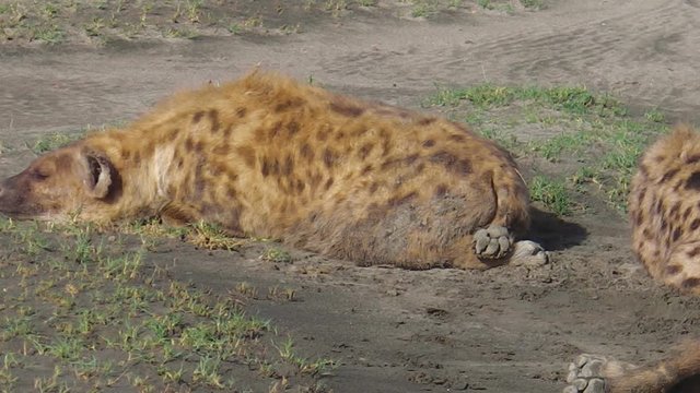 Spotted Hyenas sleeping on the ground in Serengeti National Park, Tanzania in Africa. species Crocuta crocuta along the dirt road in Serengeti National Park. Iena ridens or hyena maculata outdoor.