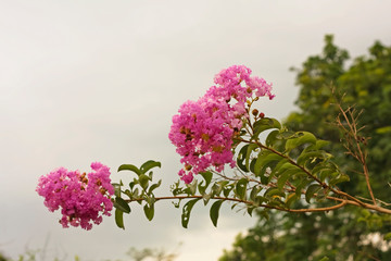 Lagerstroemia indica or Indian lilac bloom. Despite the name, the birthplace of the plant is China. Photo taken in the Chinese garden in Singapore.