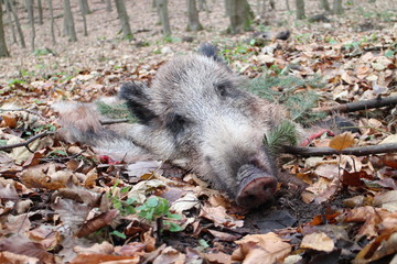 Head of wild boar decorated with coniferous branch