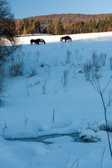 Horses in the meadow, Bieszczady Mountains, Bieszczady National Park, Carpathians Mountains, Poland