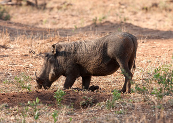 Wart Hogs often crawl on their knees while foraging