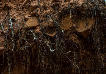 Abstract roots in the rocky red dirt