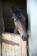 Thoroughbred horse in stall