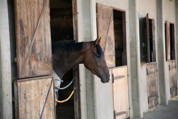 Thoroughbred horse in stall