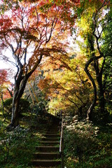 百草園の紅葉