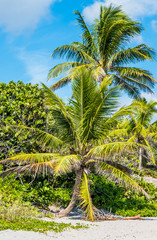Obraz premium Tropical palms
