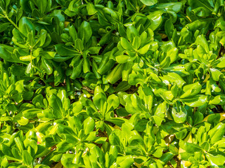 Bright fresh tropical green