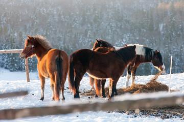 Horses in Kalnica, Bieszczady Mountains, Carpathians Mountains, Poland